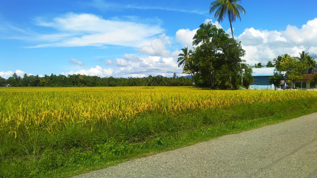 sawah adalah salah satu sumber penghasilan terbesar dari masyarakat gampong Blang Baru.